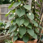 Chayotte en fleurs grimpant sur un treillis en bois dans un jardin potager, fleurs blanches délicates visibles parmi les feuilles vertes